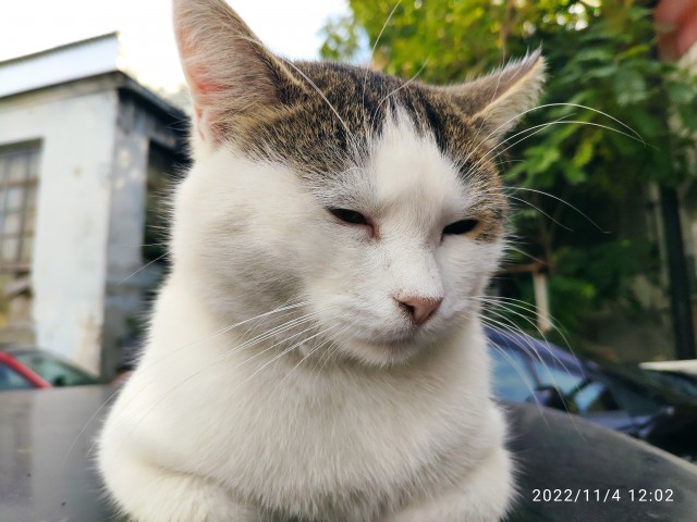 Мой котовторник