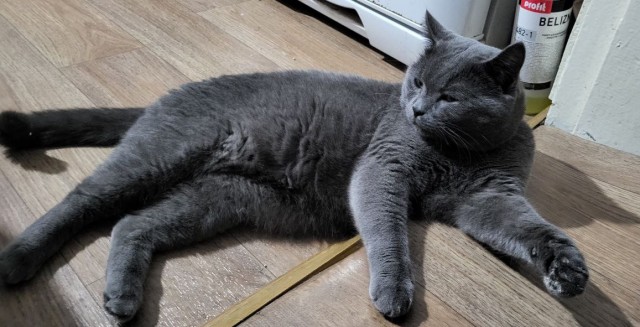 Мой Песдюк