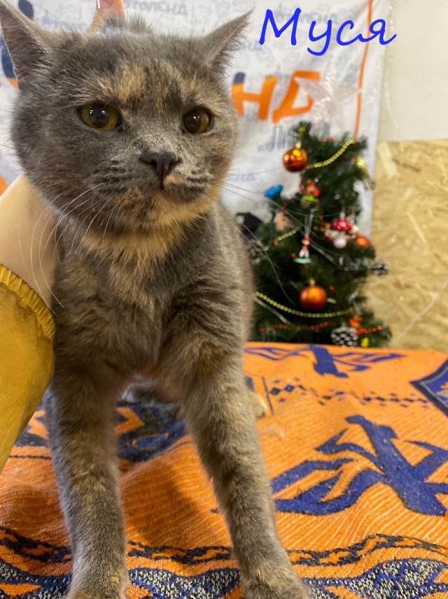 Жизнь домашнего приюта "Котоленд" 370