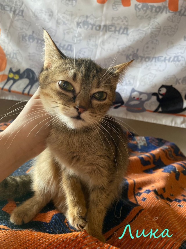 Жизнь домашнего приюта "Котоленд" 374