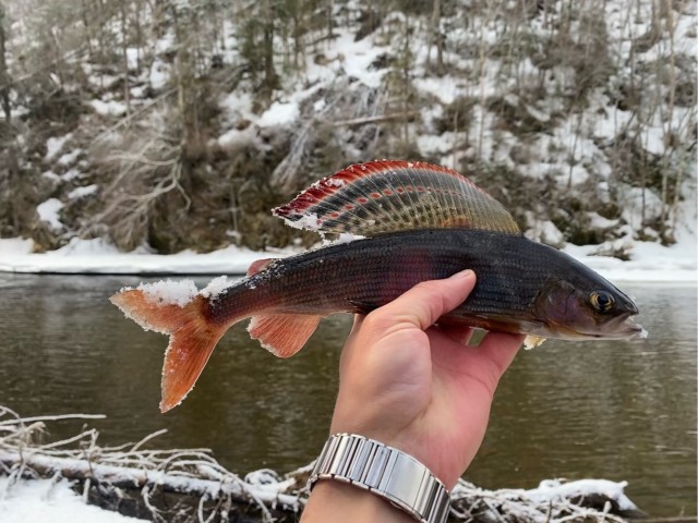 Смотрите какого красавца поймал!