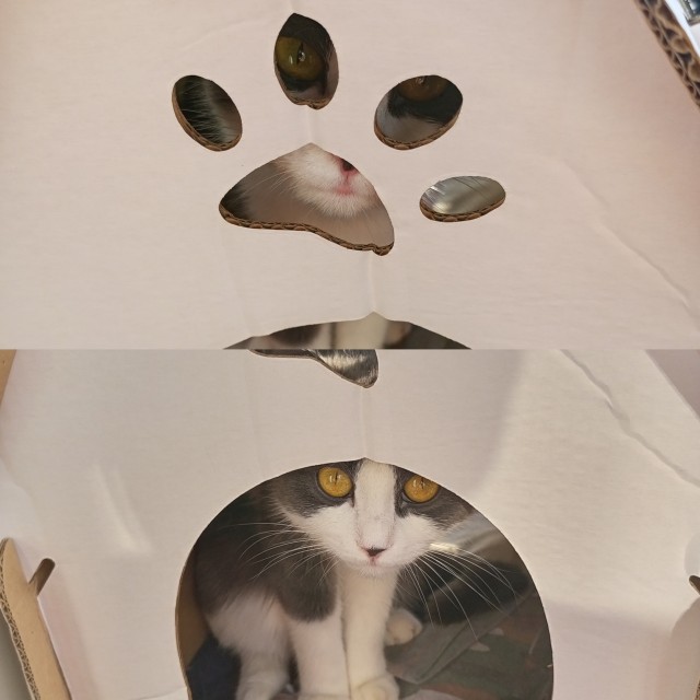 Ловушки для котов