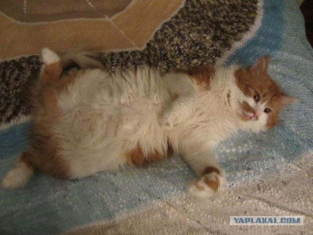 Котовторник 16.04.2013