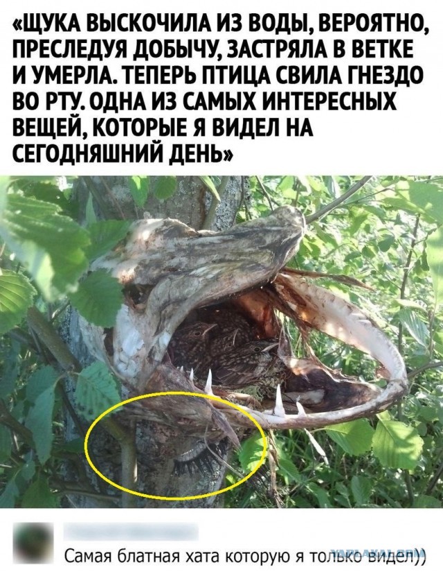 Блатная хата