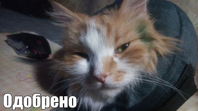 А у меня новый хозяин (хозяйка). Ну что, одобряем?
