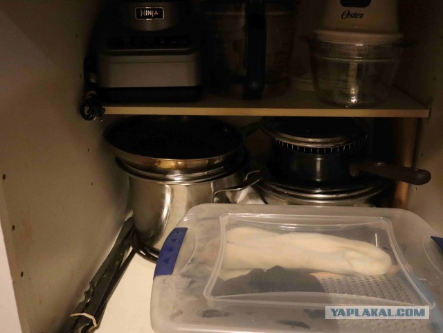 Кто чем на кухне орудует?