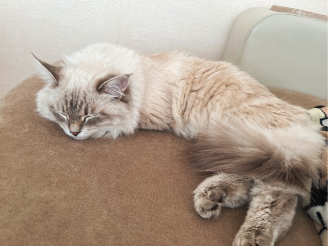 К котовторнику похвастаюсь своей красоткой