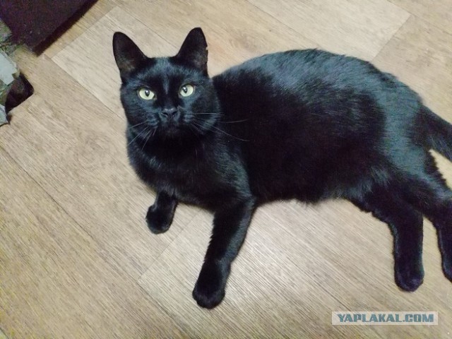 Мой кот