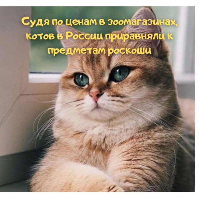 Кто сказал "Мяу"?