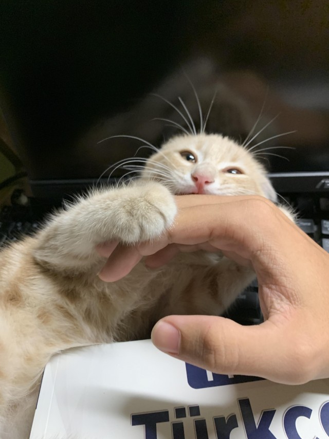 Котик из мусорного бака