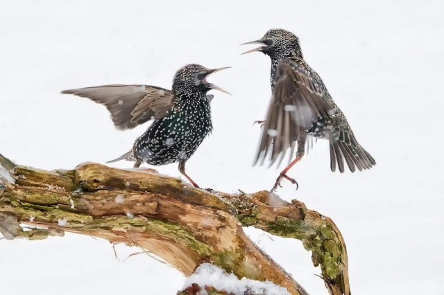 Заряд позитива: взгляните на 25 самых забавных снимков