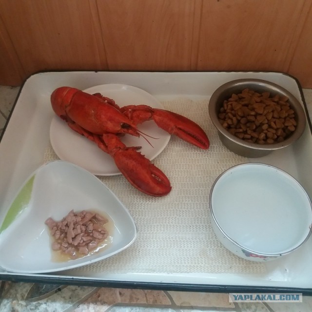 Готовим лобстера