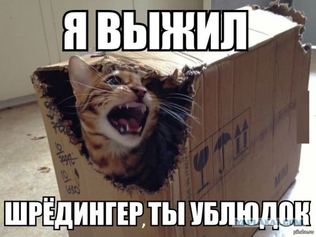 Шрёдингер негодует