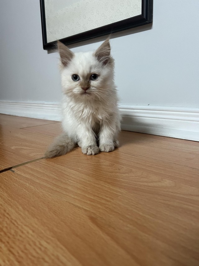 Напугал кошку пердежом