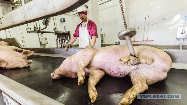 Курские аграрии судятся с властями из-за погибших при вторжении ВСУ свиней