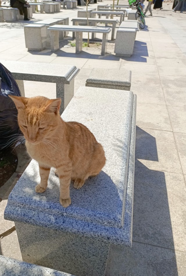 Кошки в развалинах Эфеса, Турция