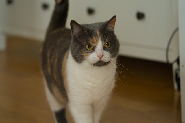 Рандомных фото котов тред