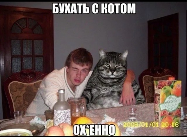 Как кошки относятся к алкашам?