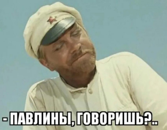 Павлин - шмавлин