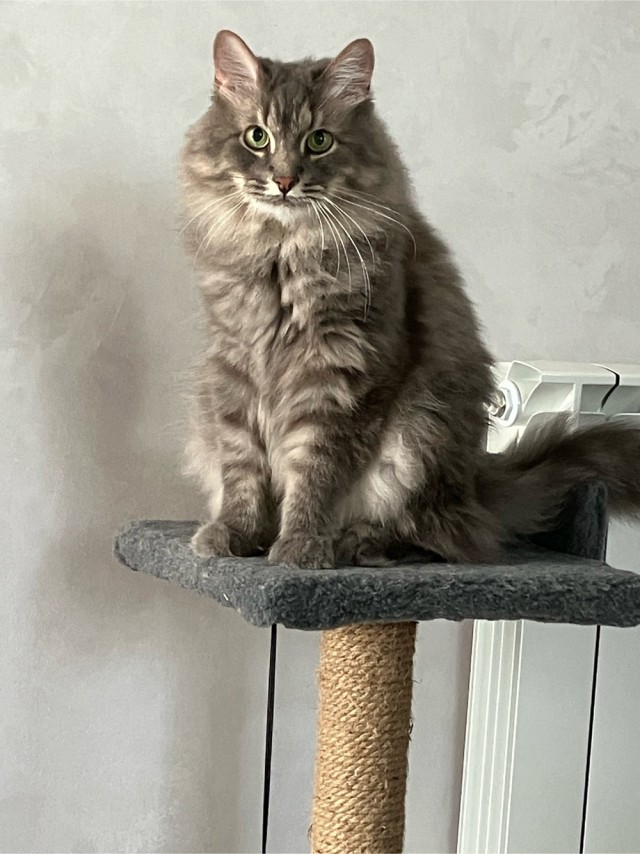 Котовторник#