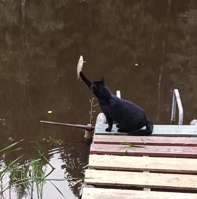 Мы вдвоём с котом