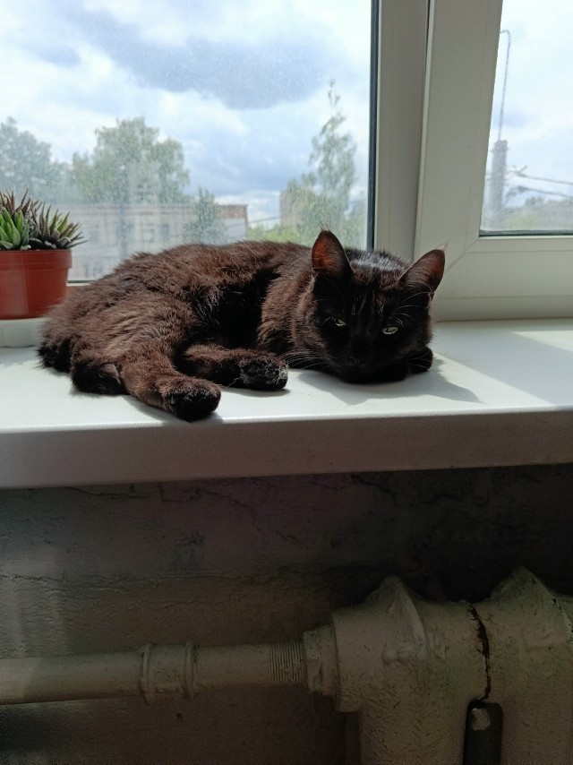 Фотки красивого кота.