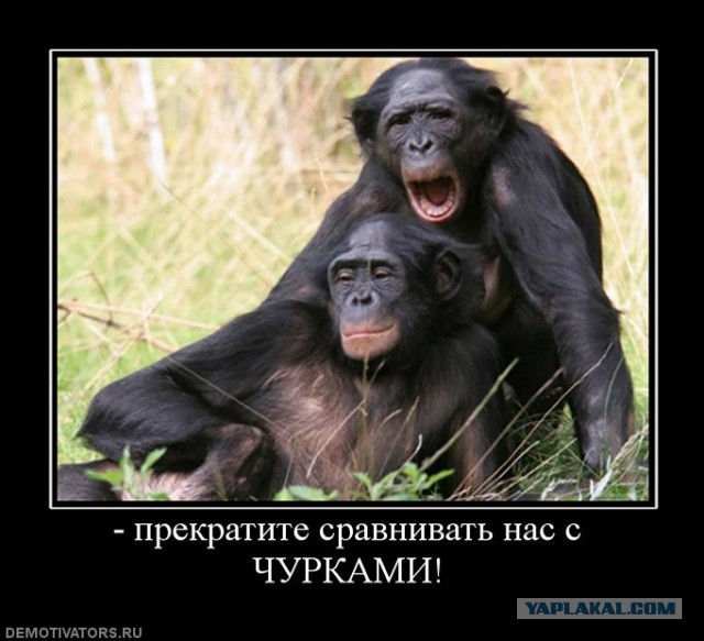 Необычная банда в Южной Африке терроризирует людей