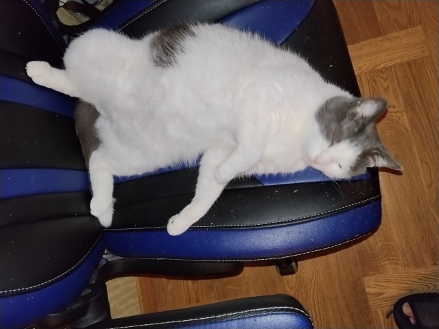 Мой кошак отжал у меня мобилу....