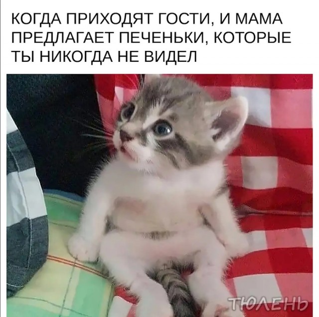 Веселые картинки в пятницу (30.10)