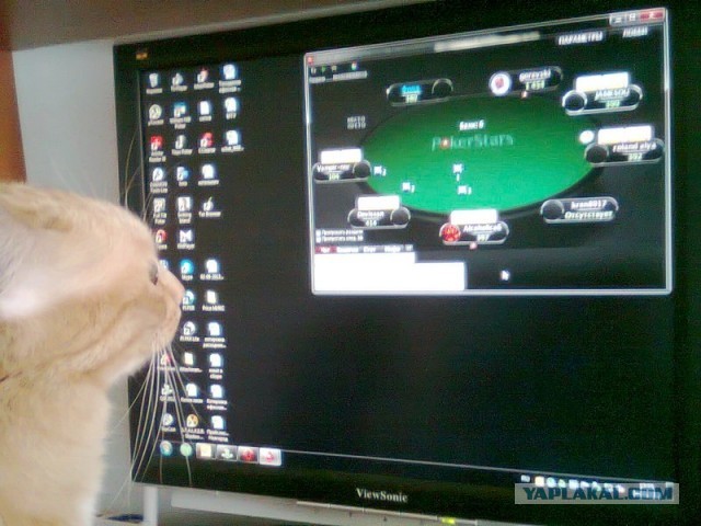 Завели щенка Корги