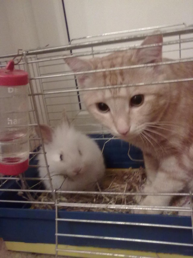 Забавный котикс