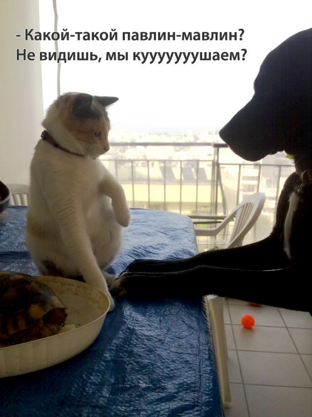 Котовторник 01.04.2014