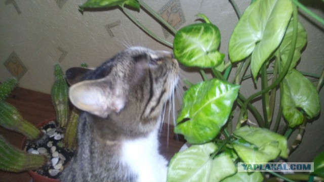 Котовторник   15.04.2014
