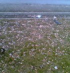 И не поле, и не лето