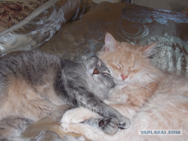 Котовторник 17.06.2014