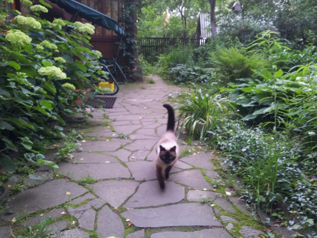 Котовторник 15.07.2014.