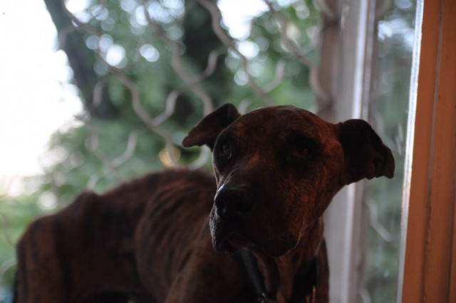 История спасения собаки