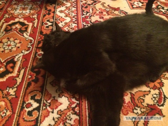 Котовторник 02.09.2014