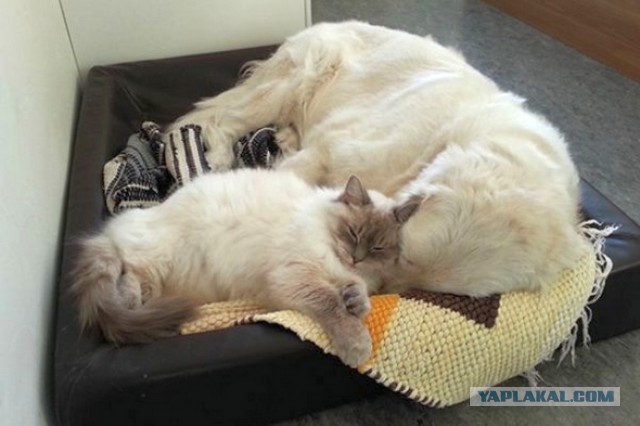 Котейки + Собакены = Любовь!