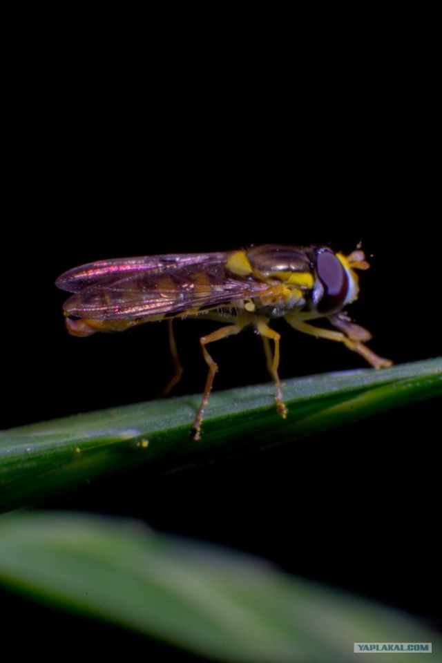 Если выйти во двор с макрообъективом, то...