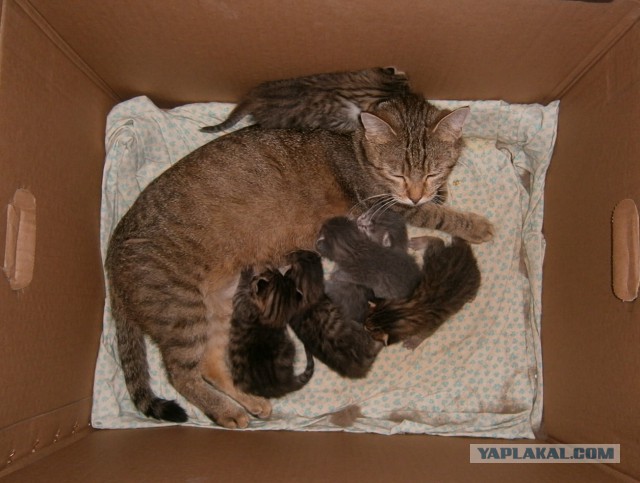15 кошек, которые отказываются верить