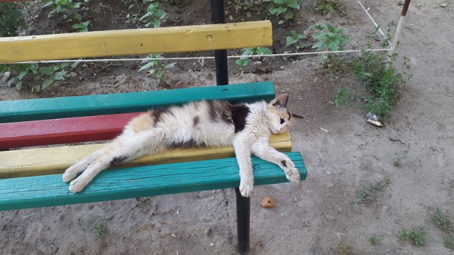 Котовторник 09.06.2015