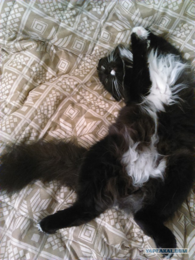 Котовторник 16.06.2015., Котовторник наступил!