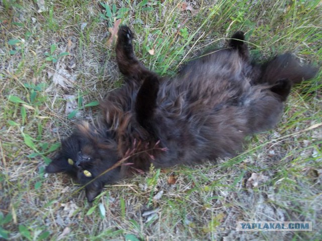 Жизнь домашнего приюта для котеек 67