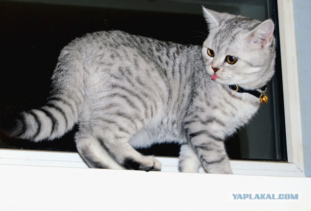 Котовторник 14.07.2015