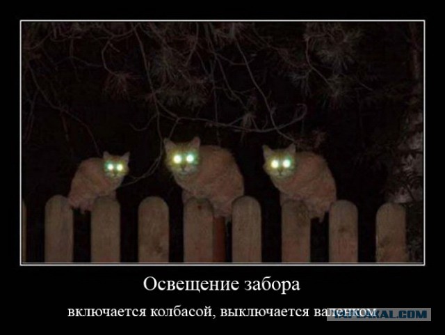 Почему я решился кастрировать своего кота