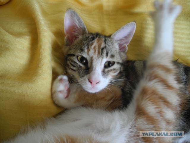 Котовторник 03.11.2015