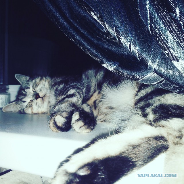 Котовторник 15.12.2015