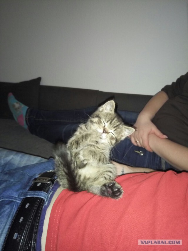 Коты, они - как люди!