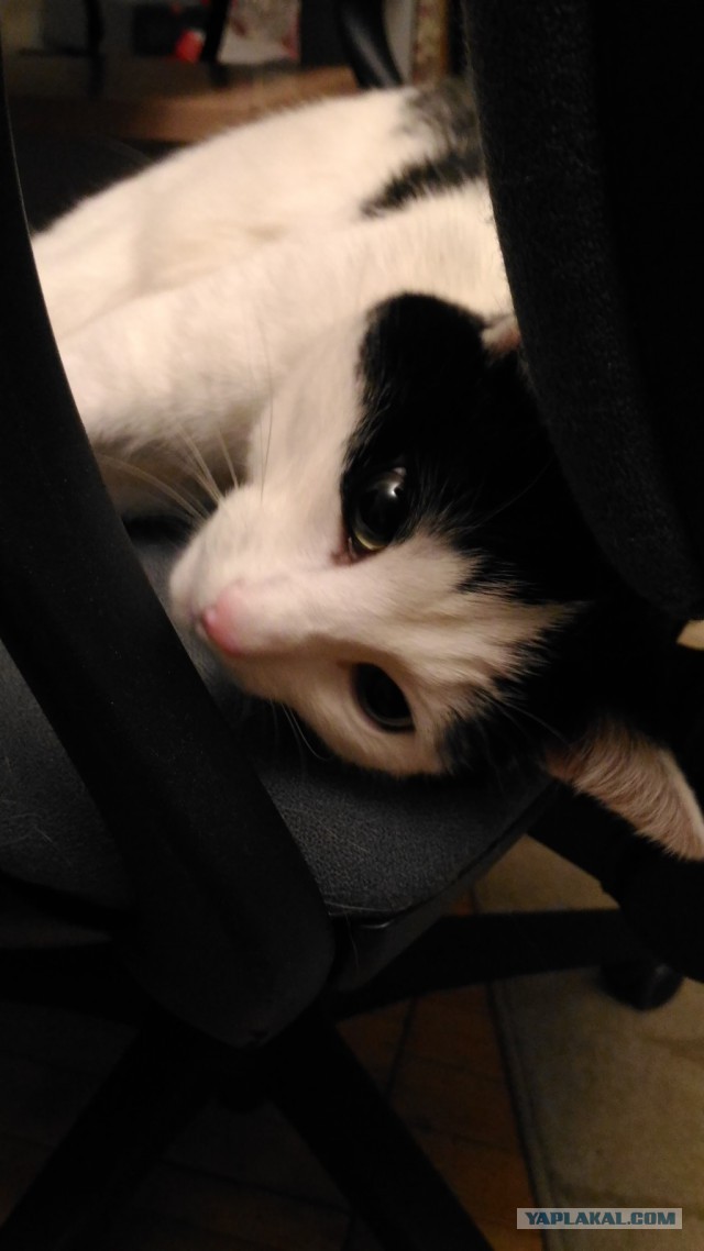 Котовторник